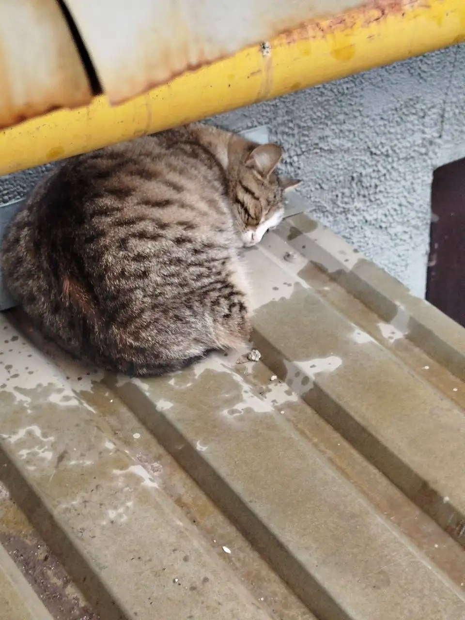 Передержка кошки у клиники Сова - Кошки (Животные) в Саратов