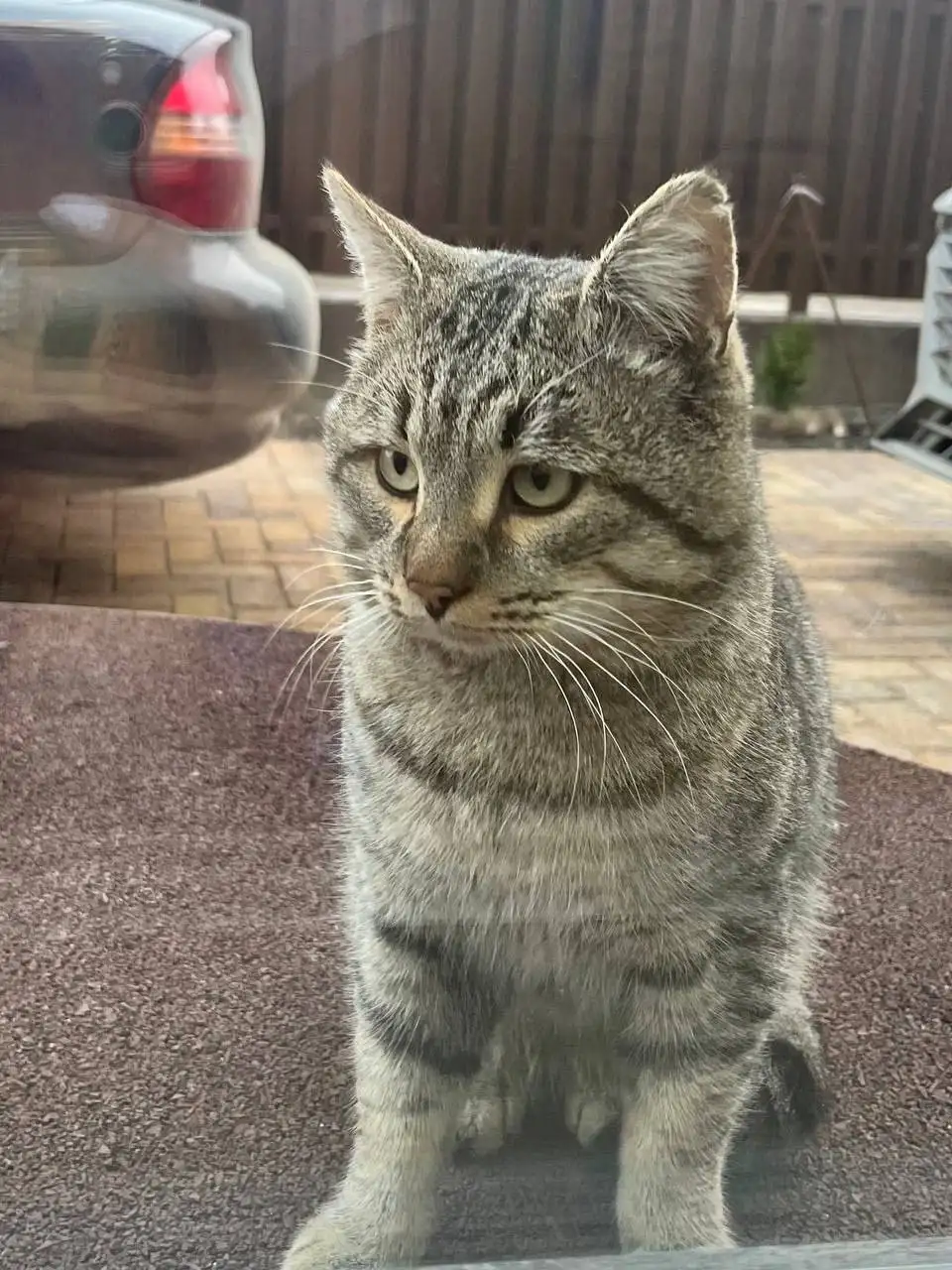 Пристрой кота Мани в добрые руки - Кошки (Животные) в Саратов