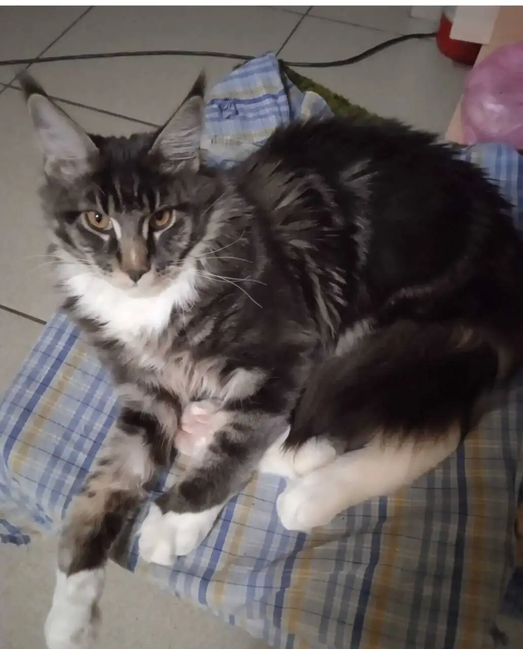 Пропал мейн-кун серого цвета с кисточками на ушах в Саратове - Потерянные животные (Животные) в Саратов