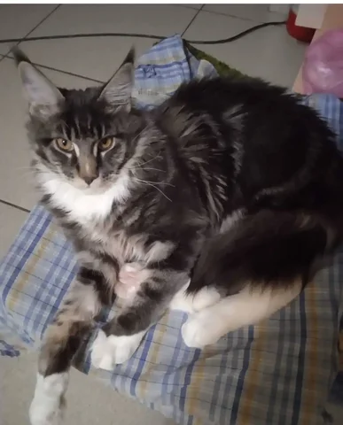 Пропал мейн-кун серого цвета с кисточками на ушах в Саратове - Потерянные/найденные животные в Саратов