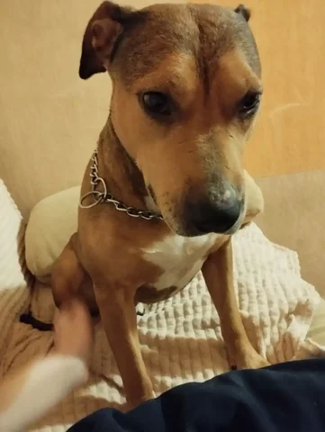 Экстренный сбор на лечение собаки Джесси с энтероколитом - Потерянные/найденные животные в Саратов