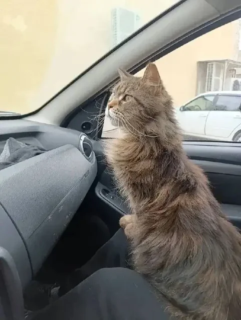 Кошка мейн-кун в добрые руки - Потерянные/найденные животные в Саратов