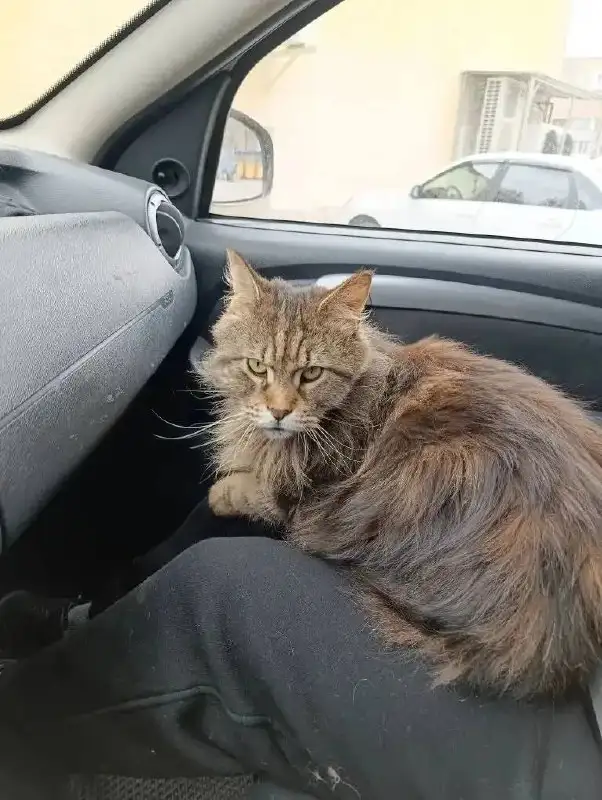 Кошка мейн-кун в добрые руки - Кошки (Животные) в Саратов