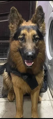 Пропала собака на пересечении Мичурина/Григорьева - Потерянные/найденные животные в Саратов