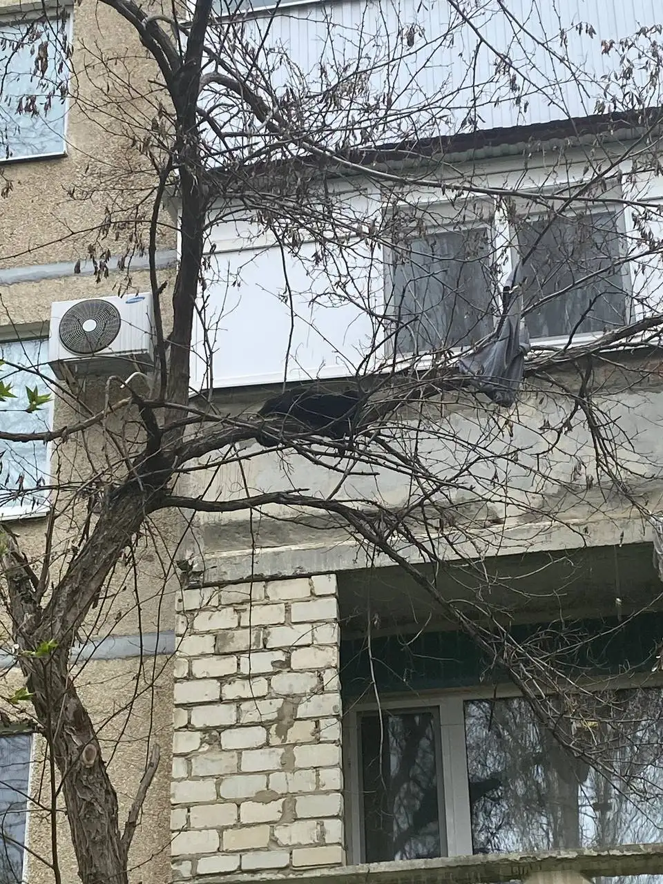 Кот на дереве в Саратове - Кошки (Животные) в Саратов