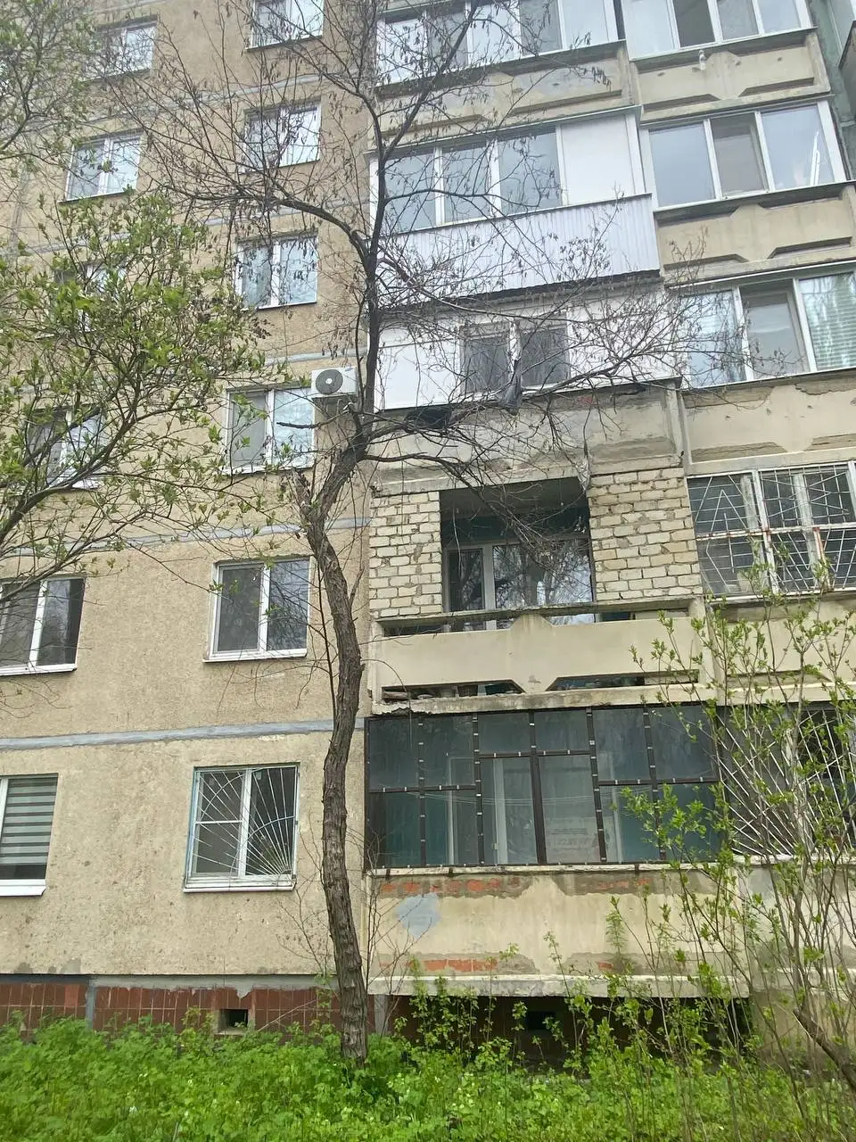 Кот на дереве в Саратове - Кошки (Животные) в Саратов