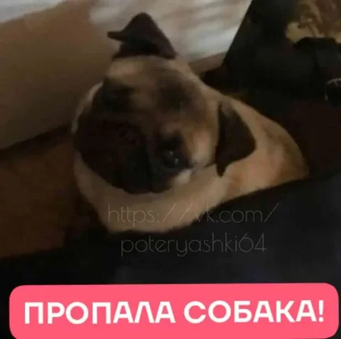 Потерялась собака мопс Кира в Саратове - Потерянные/найденные животные в Саратов