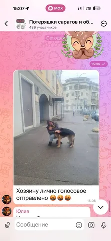 Потерявшиеся животные в Саратове - Потерянные/найденные животные в Саратов