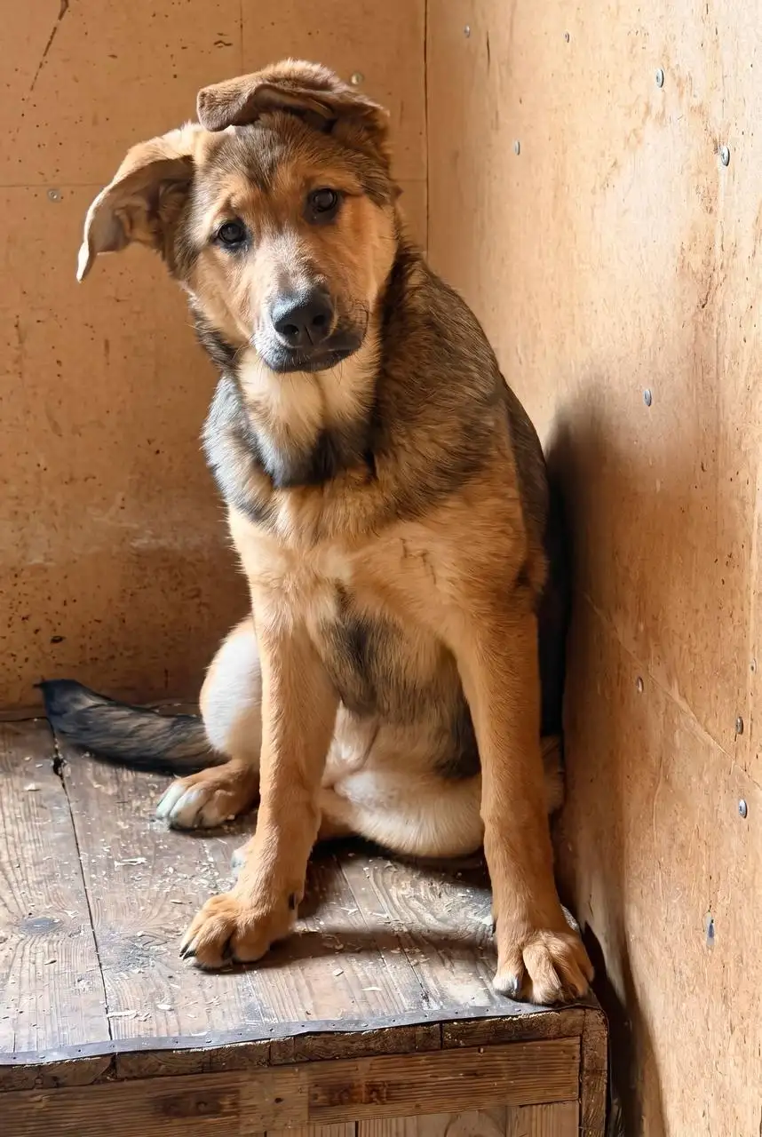 Сбор на передержку двух щенков - Собаки (Животные) в Саратов