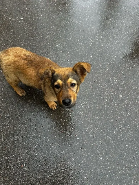 Щенок Рита ищет дом - Птица в Энгельс