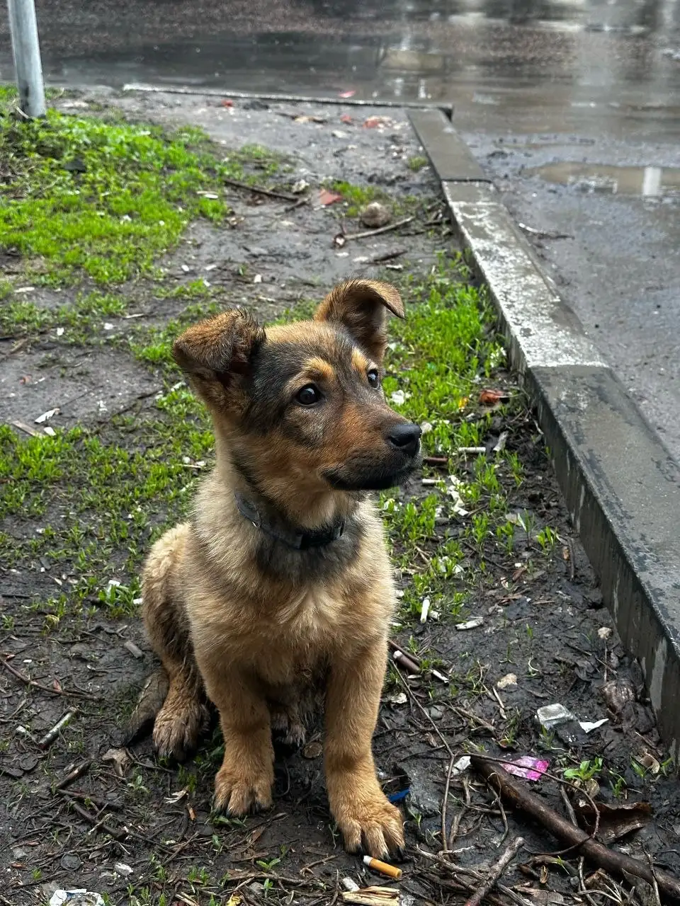 Щенок Рита ищет дом - Собаки (Животные) в Энгельс