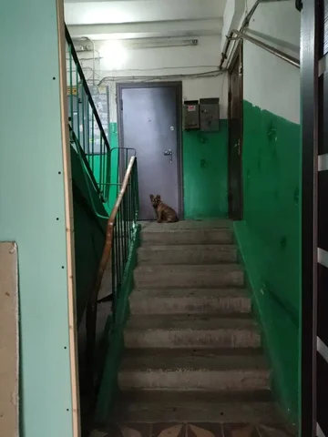 Щенок в подъезде ищет хозяина - Потерянные/найденные животные в Саратов