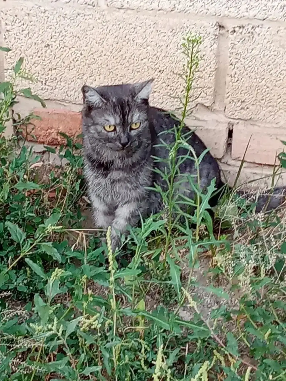 Ищем дом для молодой кошечки - Кошки (Животные) в Саратов