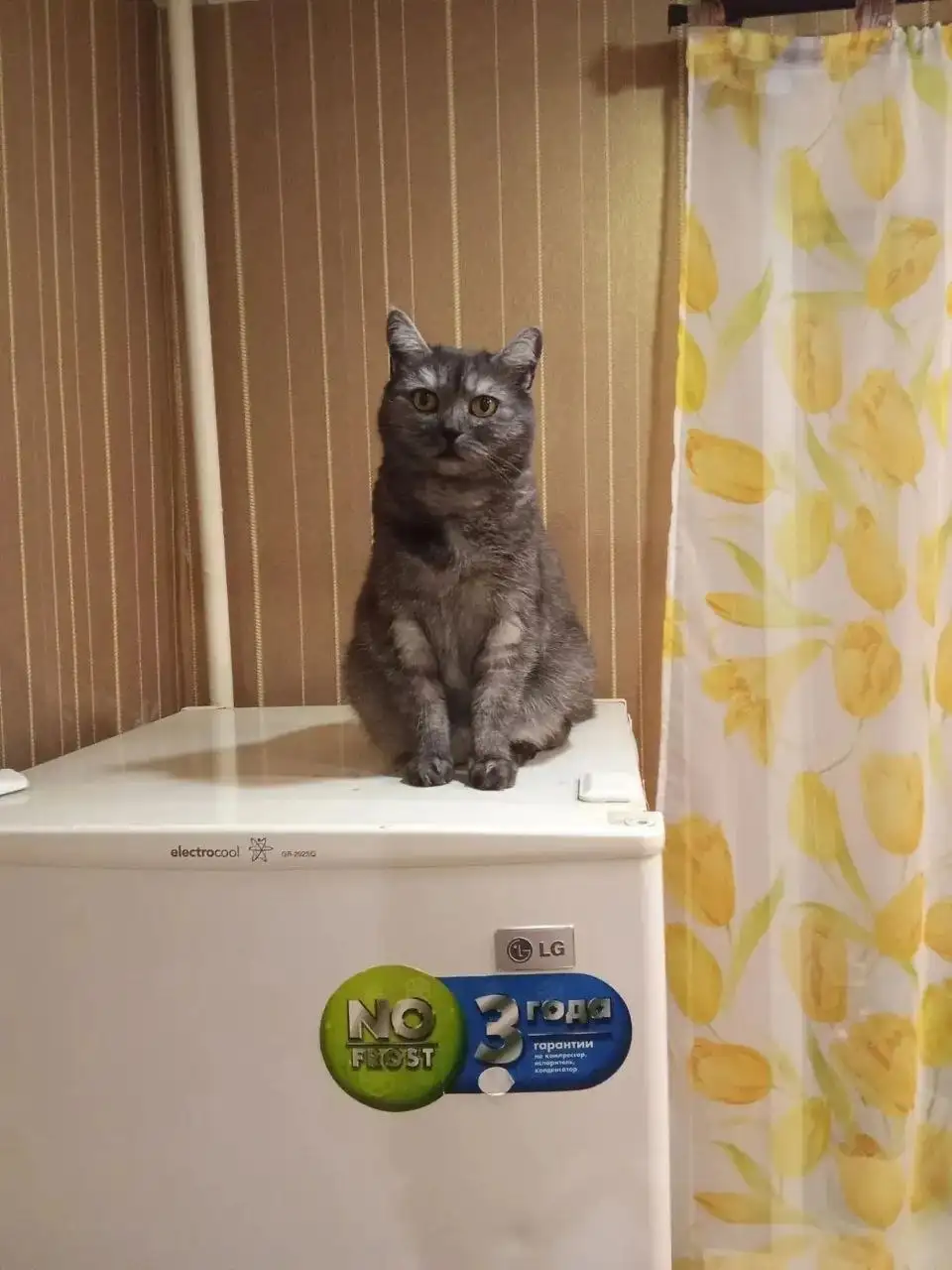 Ищем дом для молодой кошечки - Кошки (Животные) в Саратов