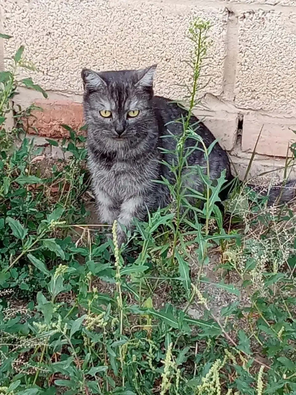 Ищем дом для молодой кошечки - Кошки (Животные) в Саратов