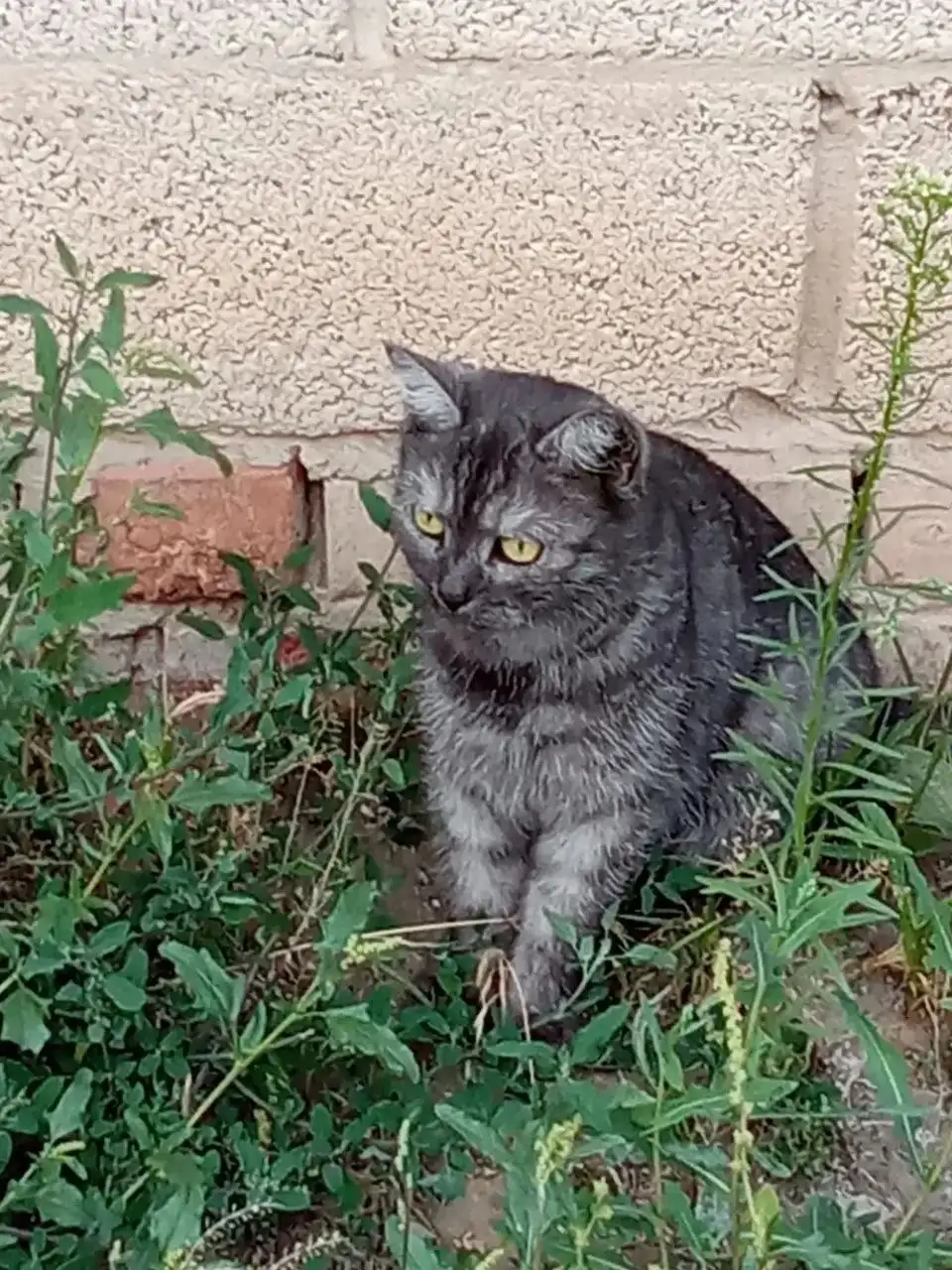 Ищем дом для молодой кошечки - Кошки (Животные) в Саратов