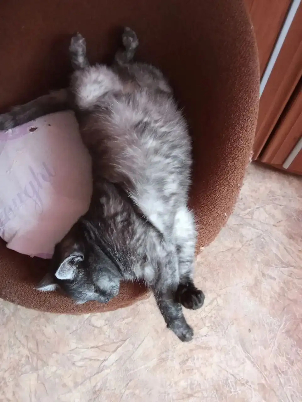 Ищем дом для молодой кошечки - Кошки (Животные) в Саратов