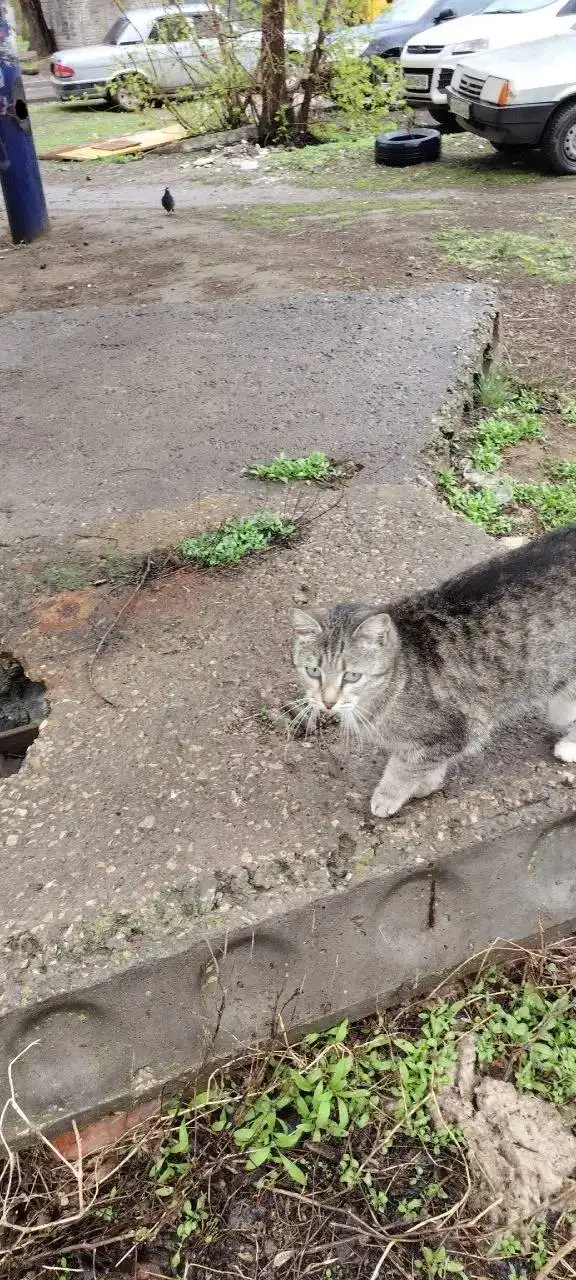 Ищет дом кошка в Энгельсе - Кошки (Животные) в Энгельс