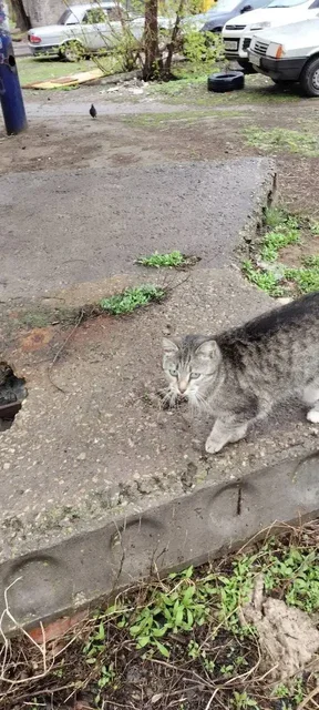 Ищет дом кошка в Энгельсе - Птица в Энгельс