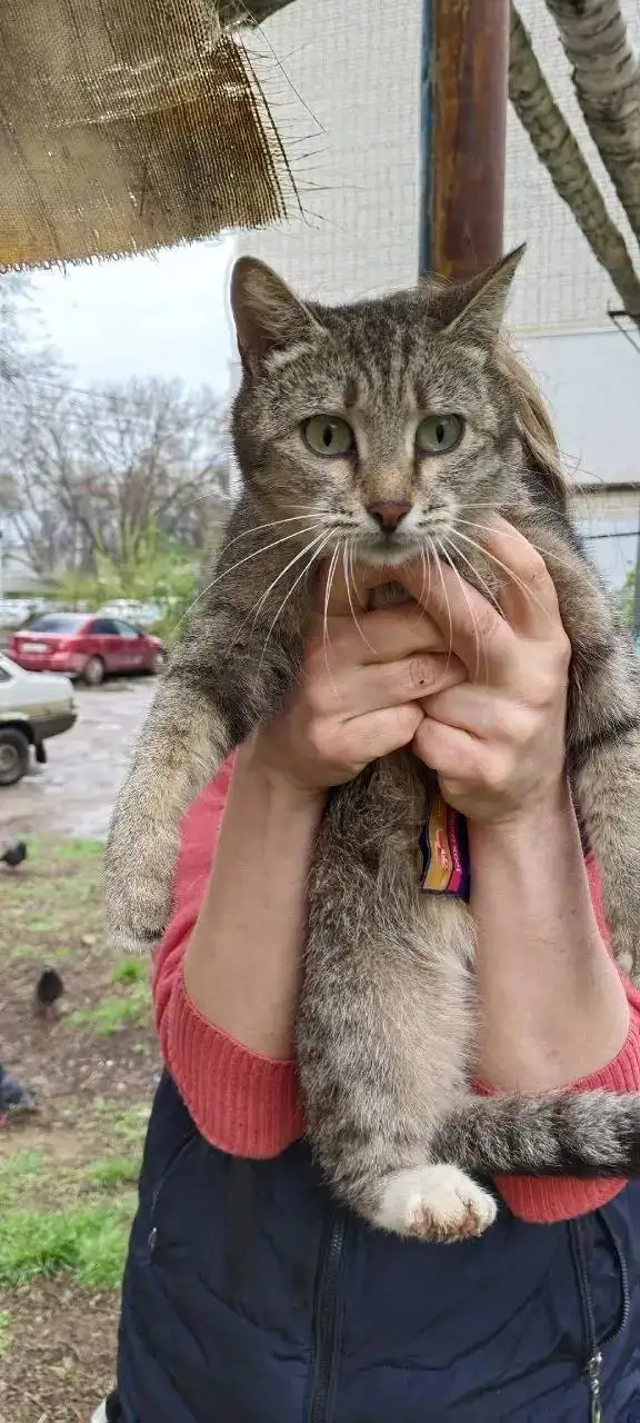 Ищет дом кошка в Энгельсе - Кошки (Животные) в Энгельс