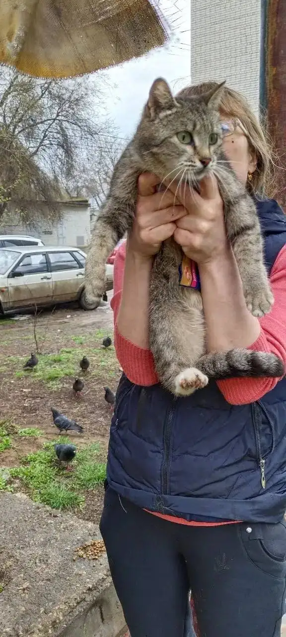 Ищет дом кошка в Энгельсе - Кошки (Животные) в Энгельс