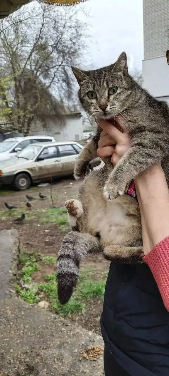 Ищет дом кошка в Энгельсе - Кошки (Животные) в Энгельс