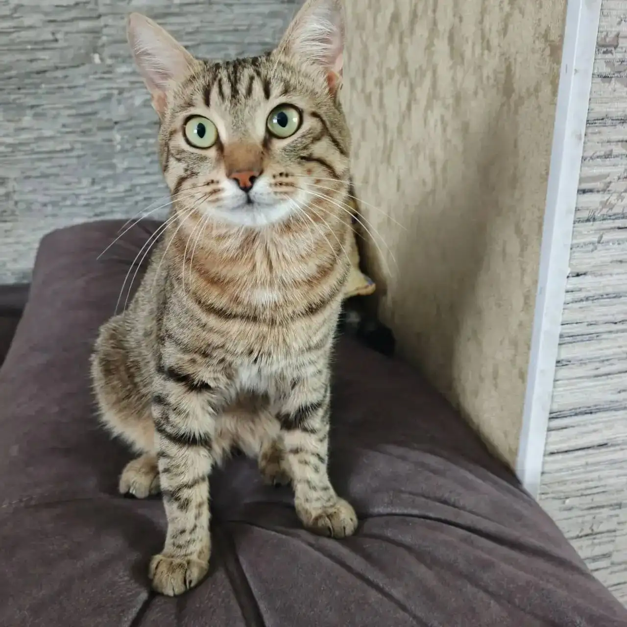 Потерялся кот Кашан в Саратове - Кошки (Животные) в Саратов