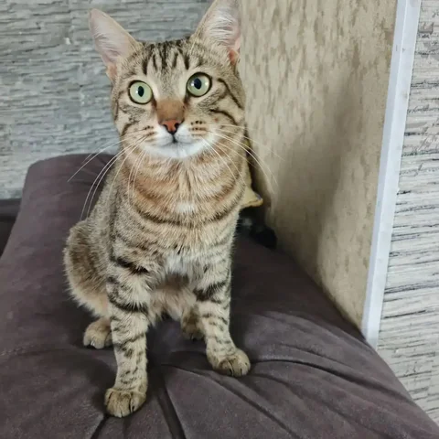 Потерялся кот Кашан в Саратове - Потерянные/найденные животные в Саратов