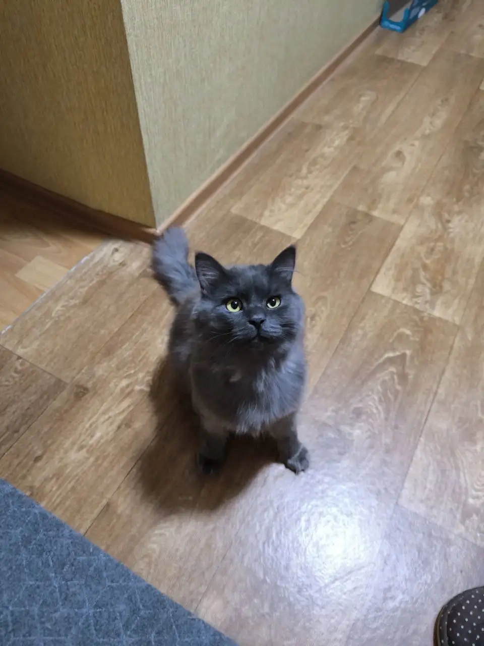 Сбор на корм для Оскара и помощь в пристрое животного - Животные в Саратов