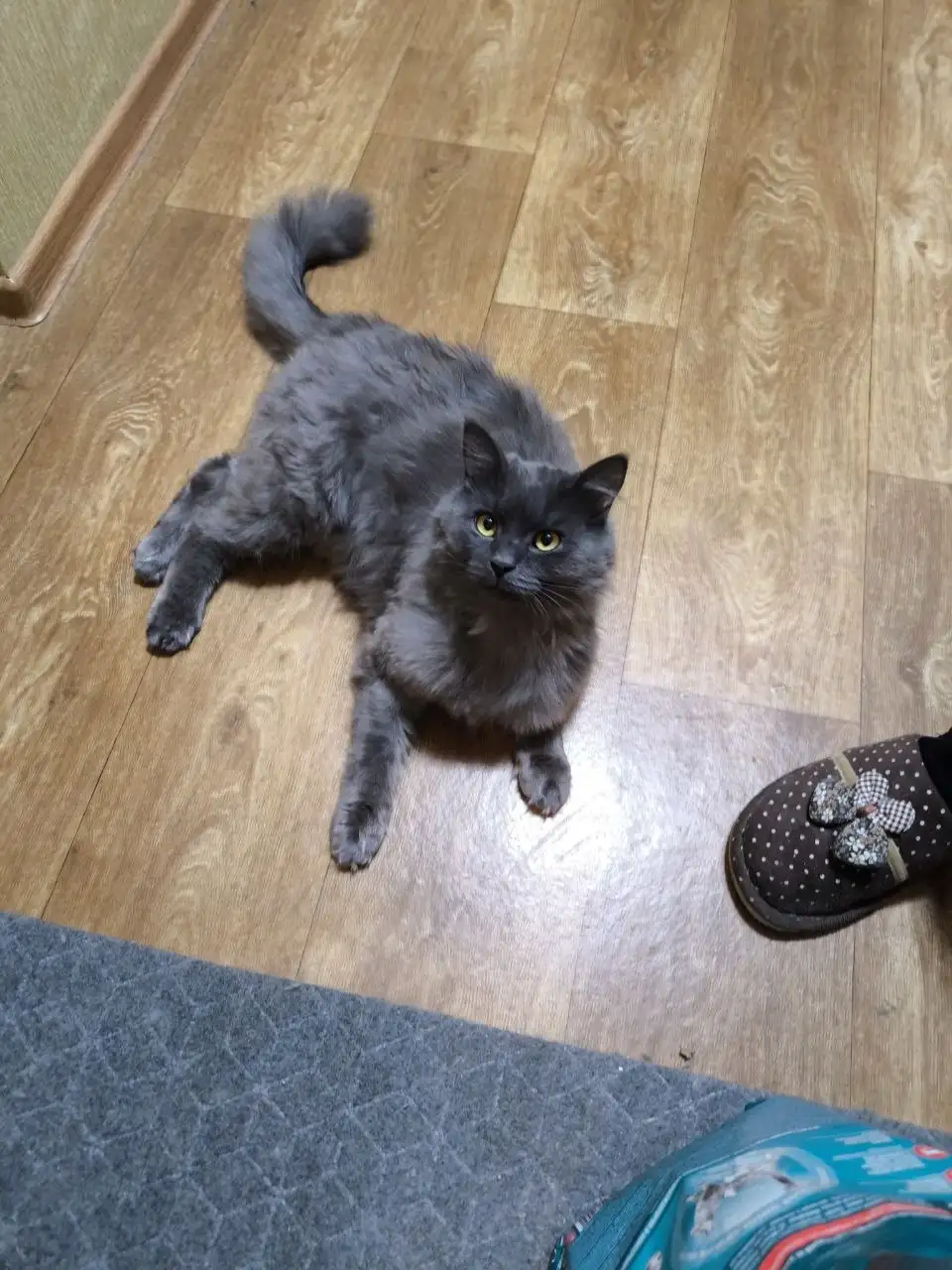 Сбор на корм для Оскара и помощь в пристрое животного - Животные в Саратов