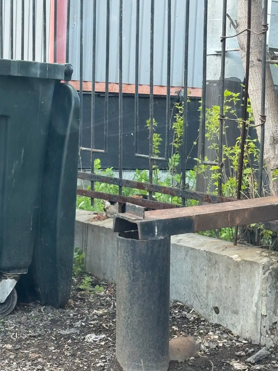 Потерянный котенок в заводском районе - Кошки (Животные) в Саратов