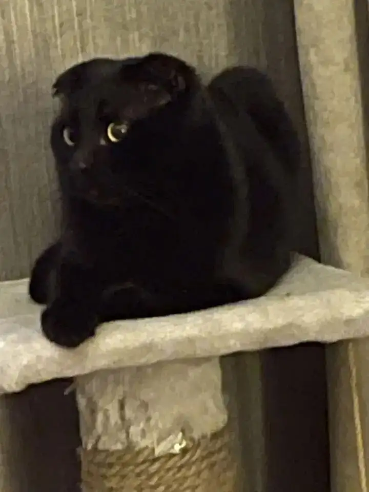 Пристрой молодого кастрированного кота в Энгельсе - Кошки (Животные) в Энгельс