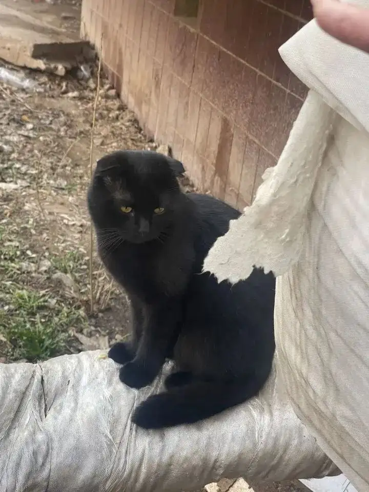 Пристрой молодого кастрированного кота в Энгельсе - Кошки (Животные) в Энгельс