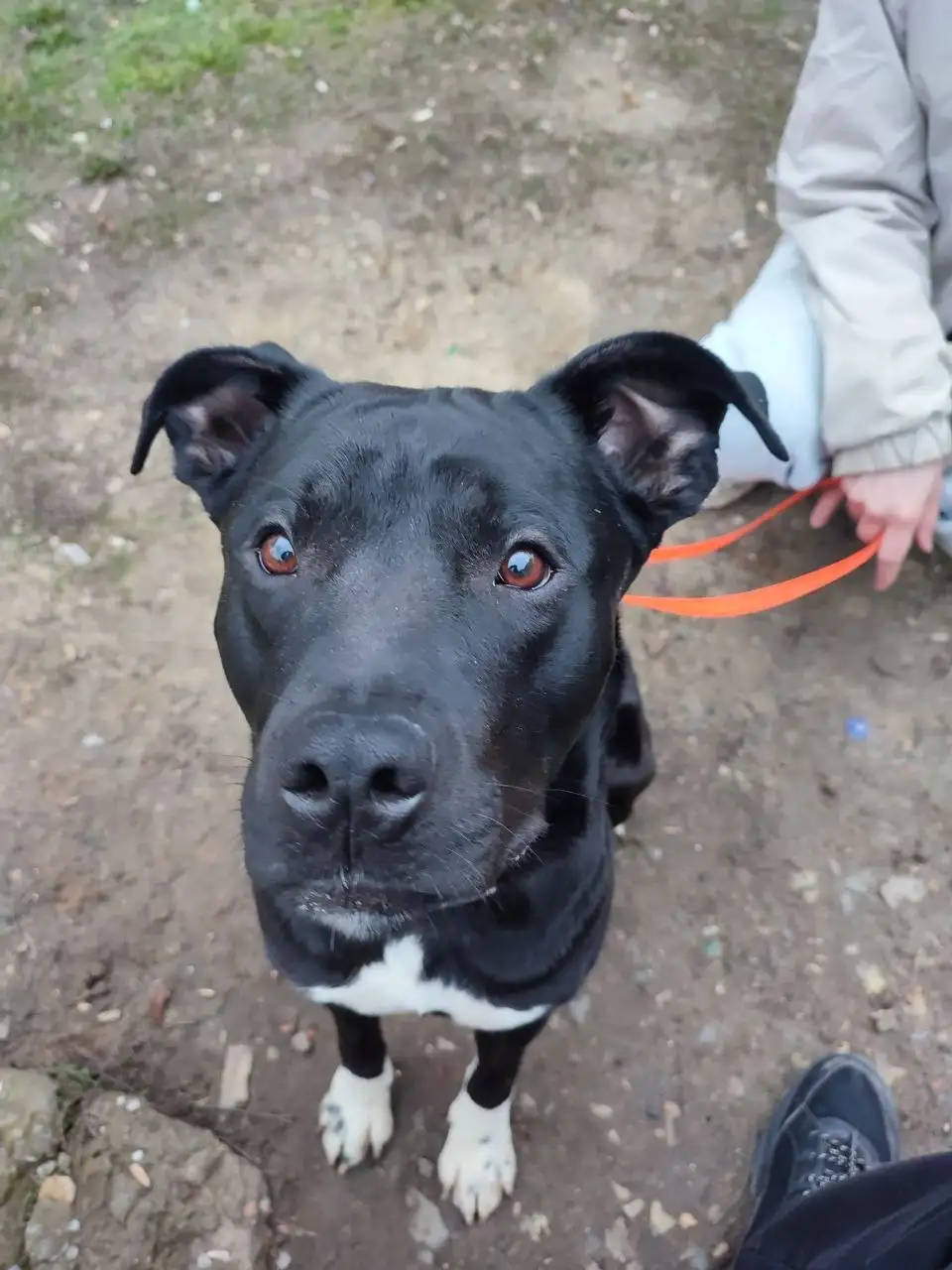 Сбор средств на передержку и пристрой кота Царя в Саратове - Кошки (Животные) в Саратов