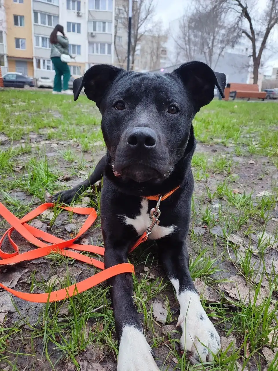 Сбор средств на передержку и пристрой кота Царя в Саратове - Кошки (Животные) в Саратов