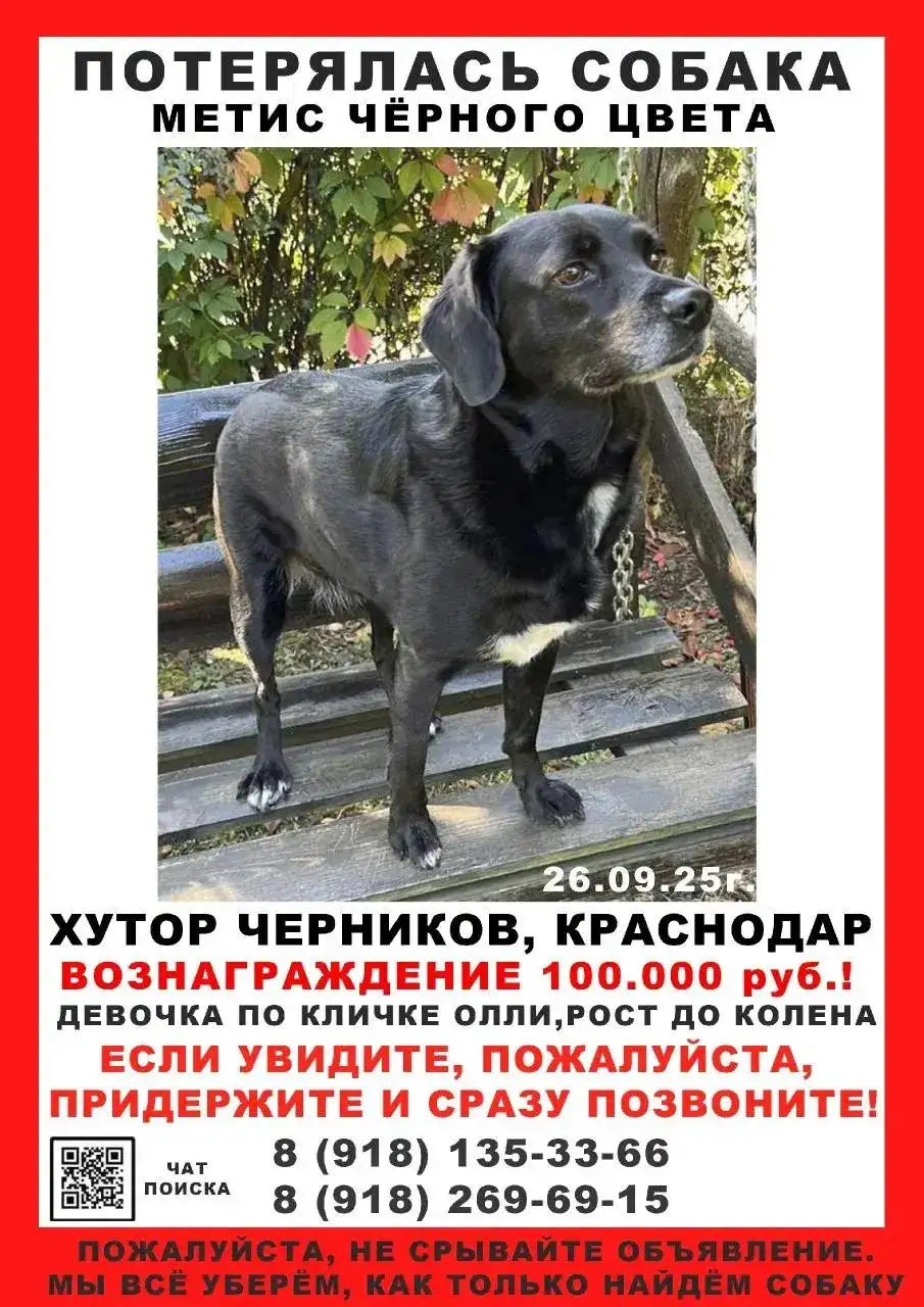 Пропала собака Олли в Краснодаре - Потерянные животные (Животные) в Краснодар