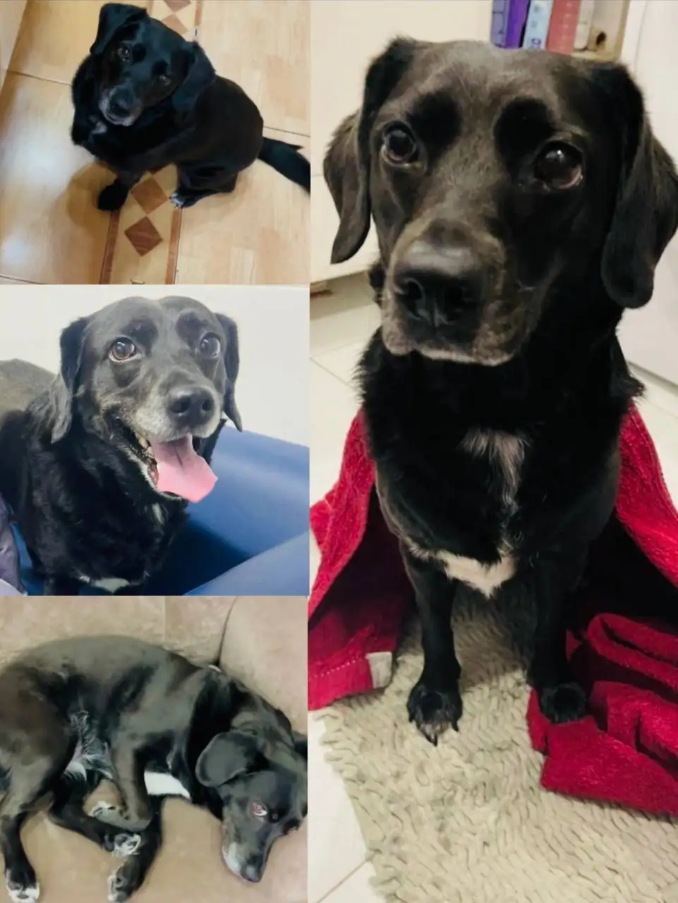 Пропала собака Олли в Краснодаре - Потерянные животные (Животные) в Краснодар