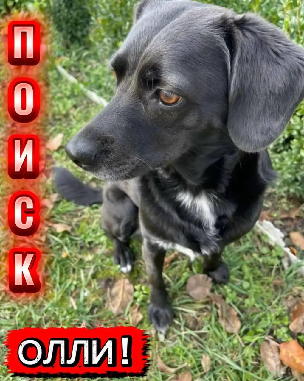 Пропала собака Олли в Краснодаре - Потерянные животные (Животные) в Краснодар