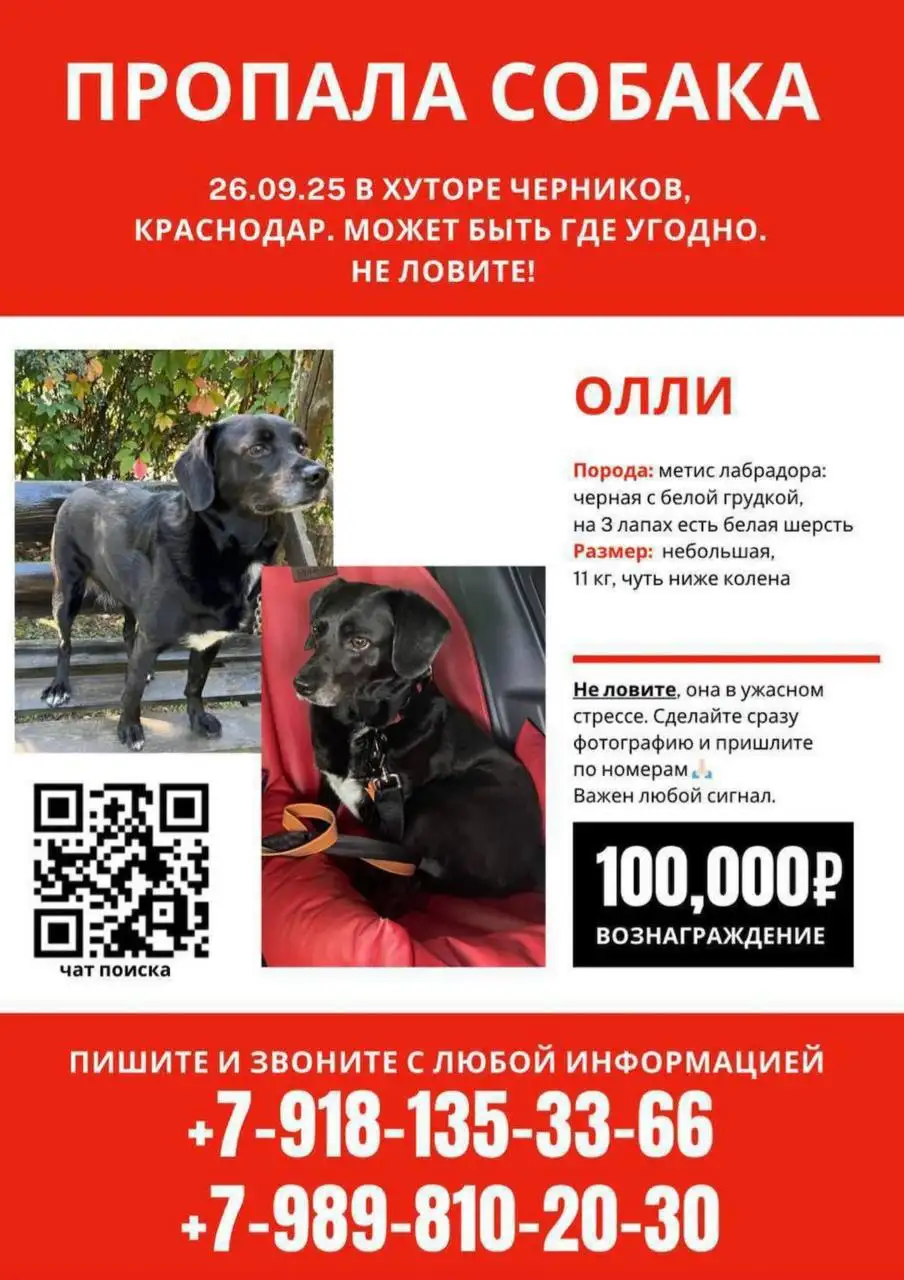 Пропала собака Олли в Краснодаре - Потерянные животные (Животные) в Краснодар