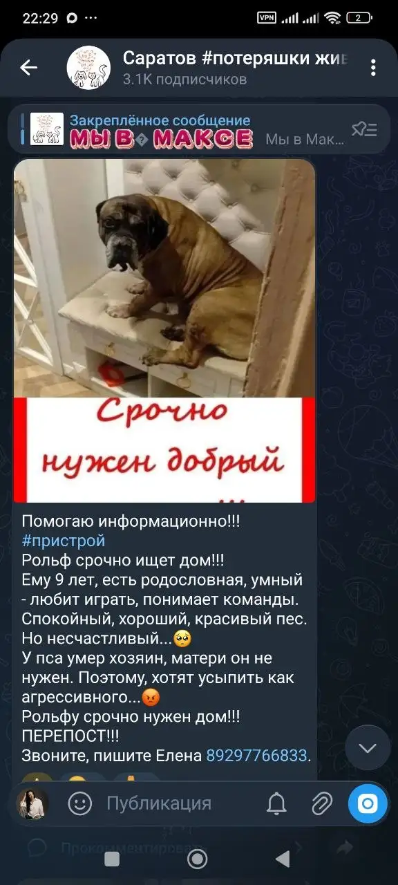 Потерявшиеся животные в Саратове - Потерянные/Найденные животные (Животные) в Саратов