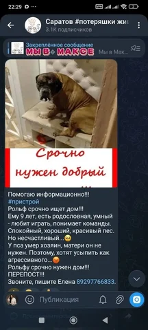 Потерявшиеся животные в Саратове - Потерянные/найденные животные в Саратов