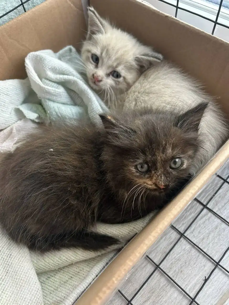 Пристройство котят в добрые руки - Кошки (Животные) в Саратов