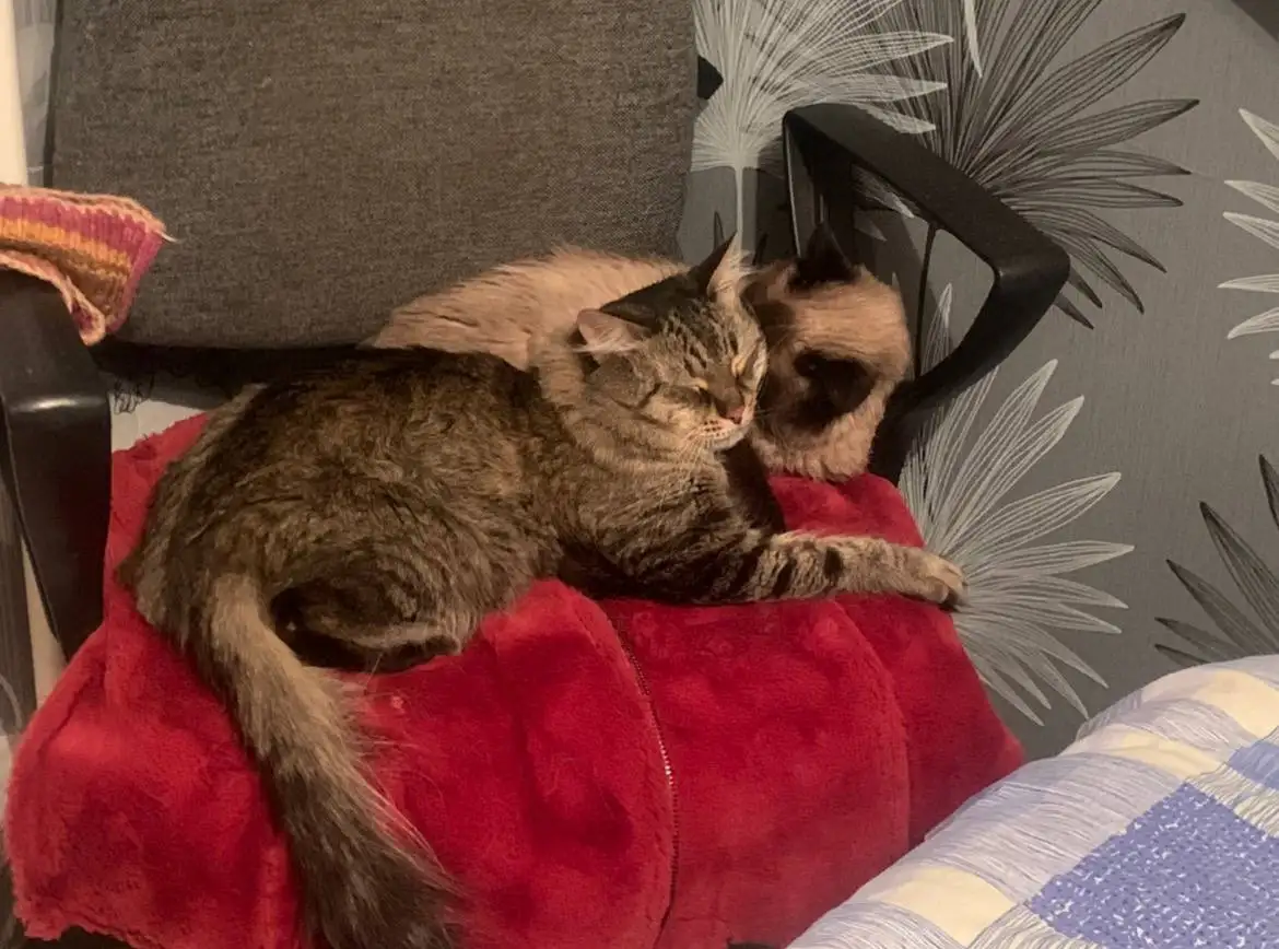 Потерялся кот в Елшанке - Кошки (Животные) в Саратов