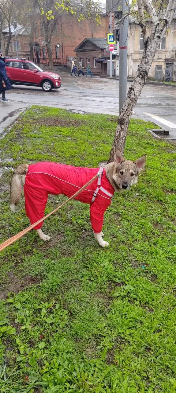 Сбор на Тишу - Благотворительность (Животные) в Саратов