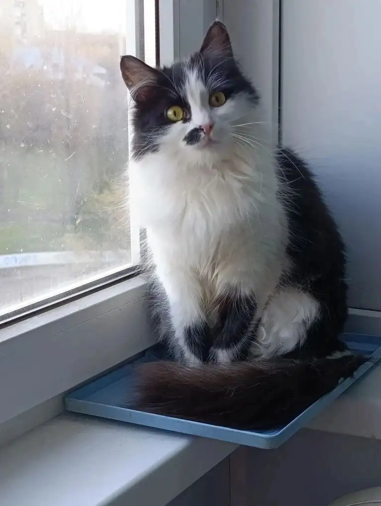 Кошечка-подросток ищет дом - Кошки (Животные) в Саратов