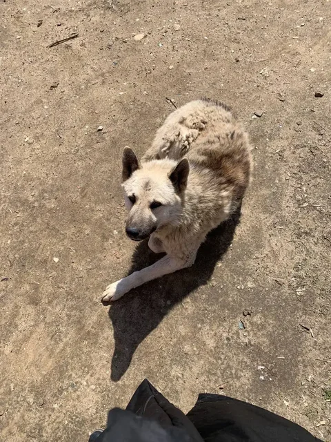 Ищем дом для собаки Михаила - Потеряшки в Саратов