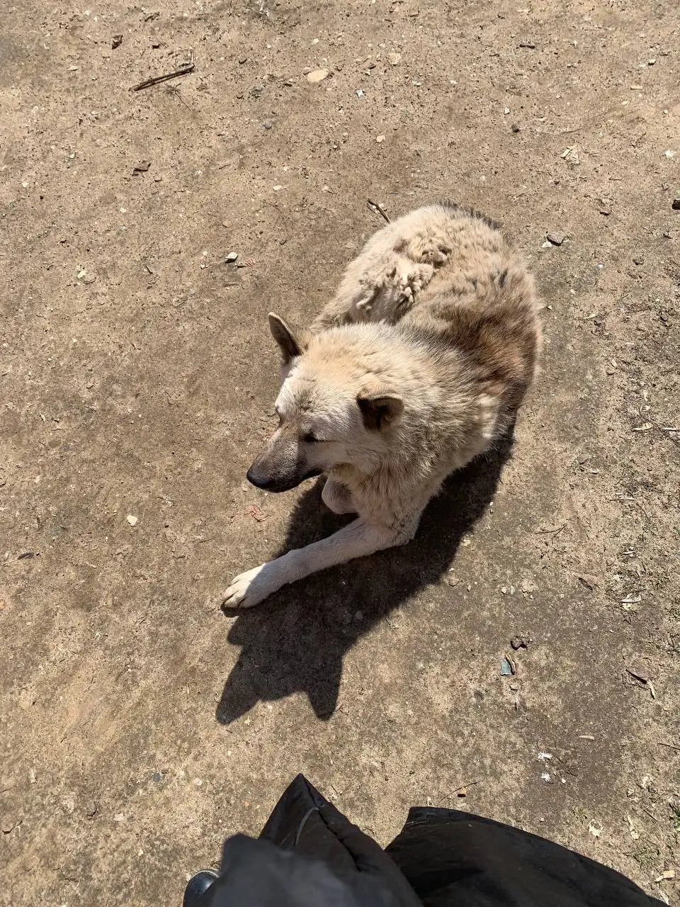 Ищем дом для собаки Михаила - Собаки (Животные) в Саратов