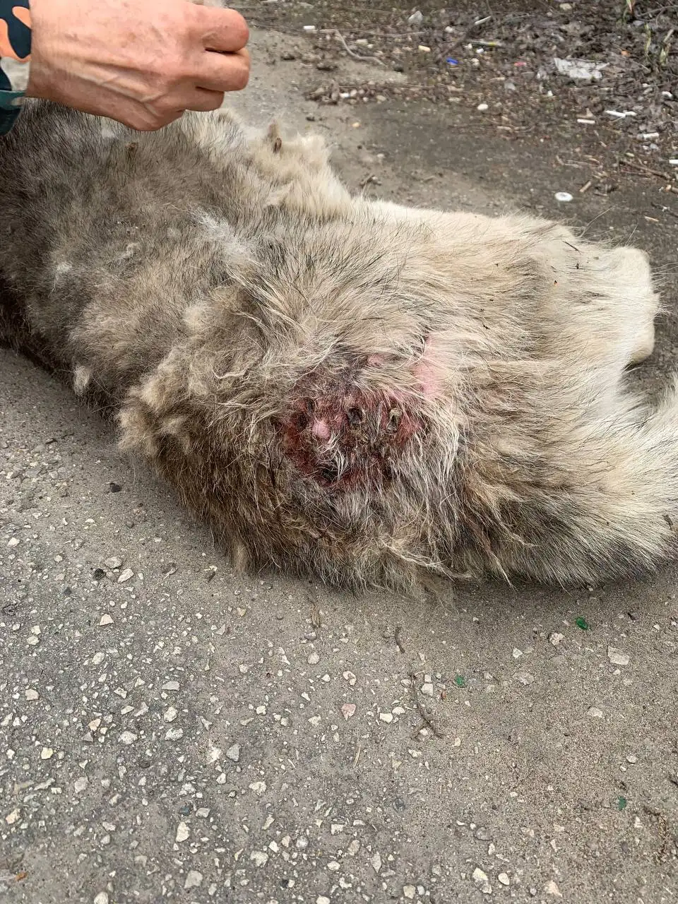 Ищем дом для собаки Михаила - Собаки (Животные) в Саратов