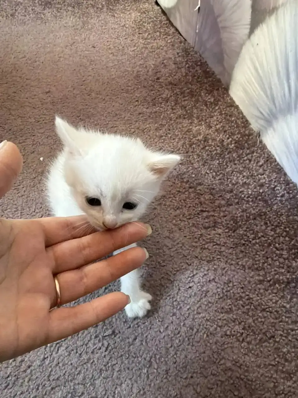 Ищут хозяев для котят - Кошки (Животные) в Саратов