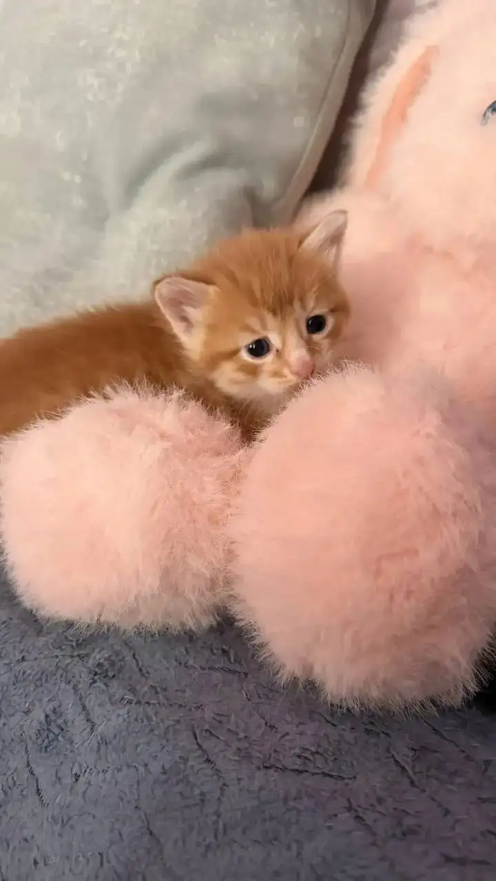 Ищут хозяев для котят - Кошки (Животные) в Саратов